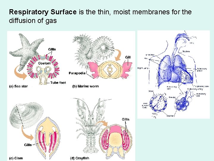 Respiratory Surface is the thin, moist membranes for the diffusion of gas 