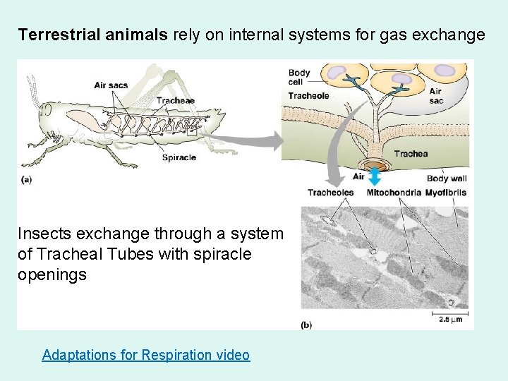 Terrestrial animals rely on internal systems for gas exchange Insects exchange through a system