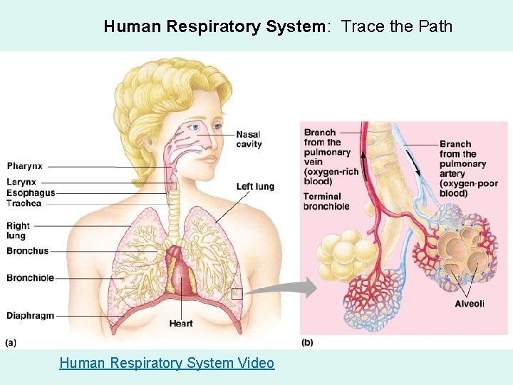 Human Respiratory System: Trace the Path Human Respiratory System Video 