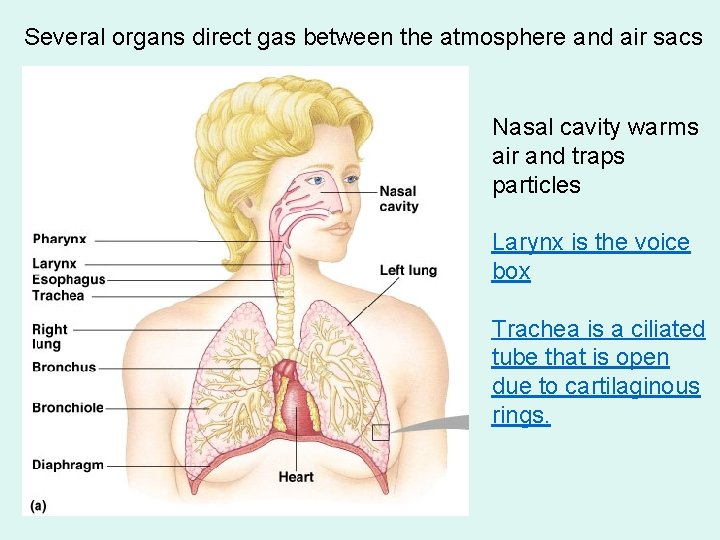 Several organs direct gas between the atmosphere and air sacs Nasal cavity warms air