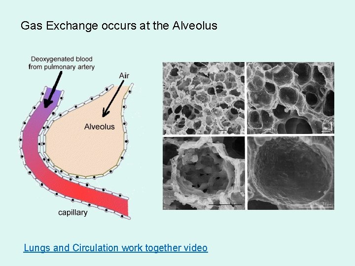 Gas Exchange occurs at the Alveolus Lungs and Circulation work together video 