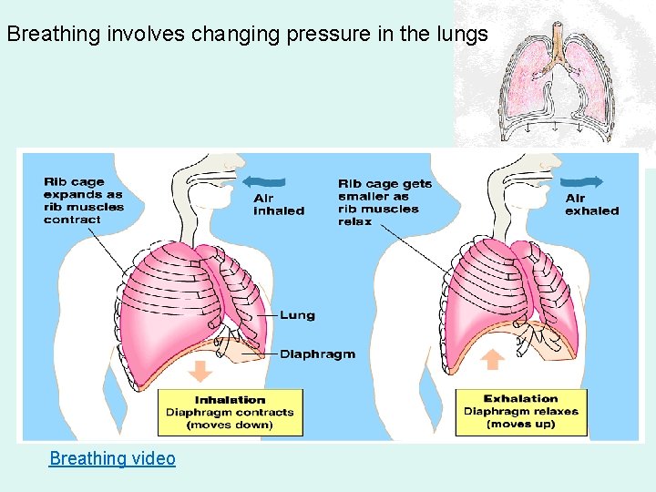 Breathing involves changing pressure in the lungs Breathing video 