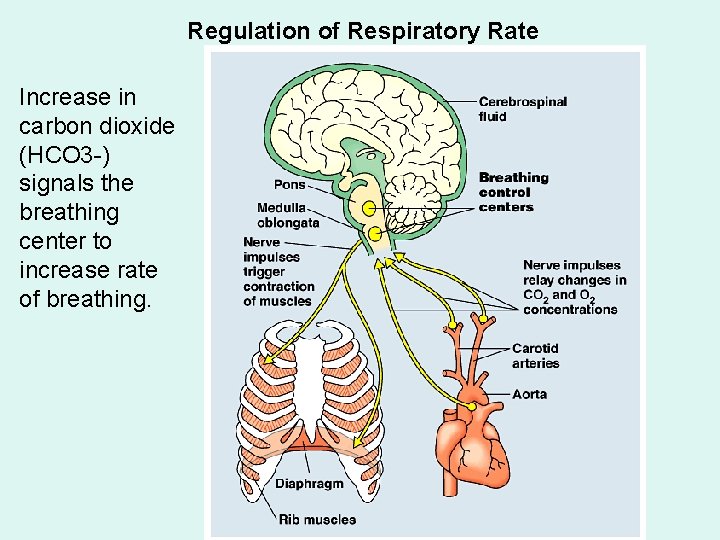 Regulation of Respiratory Rate Increase in carbon dioxide (HCO 3 -) signals the breathing