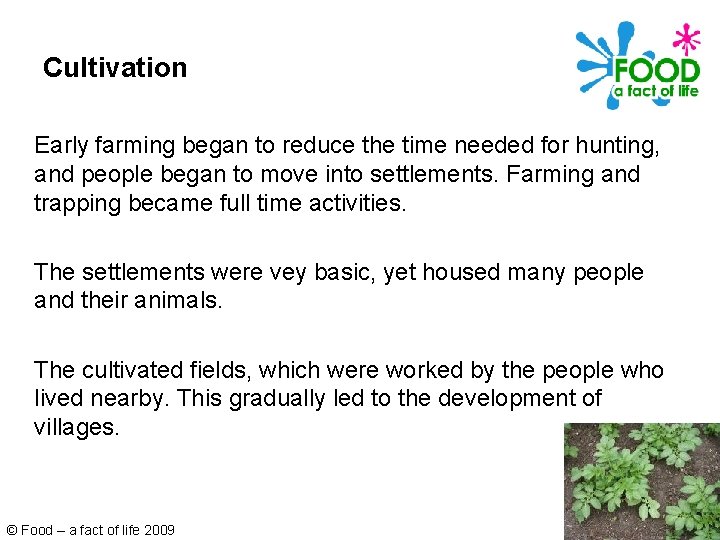 Cultivation Early farming began to reduce the time needed for hunting, and people began
