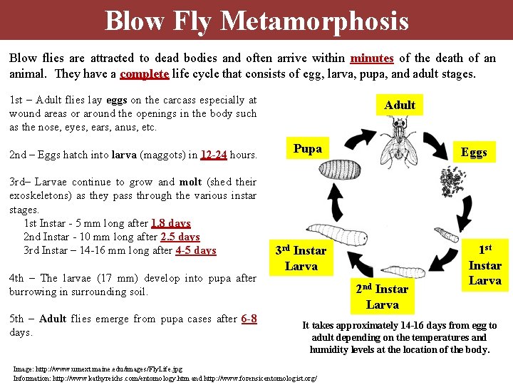Blow Fly Metamorphosis Blow flies are attracted to dead bodies and often arrive within