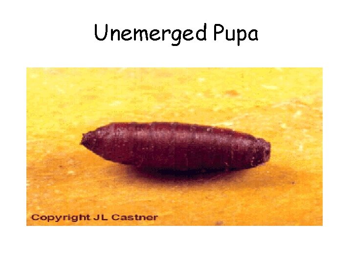 Unemerged Pupa 