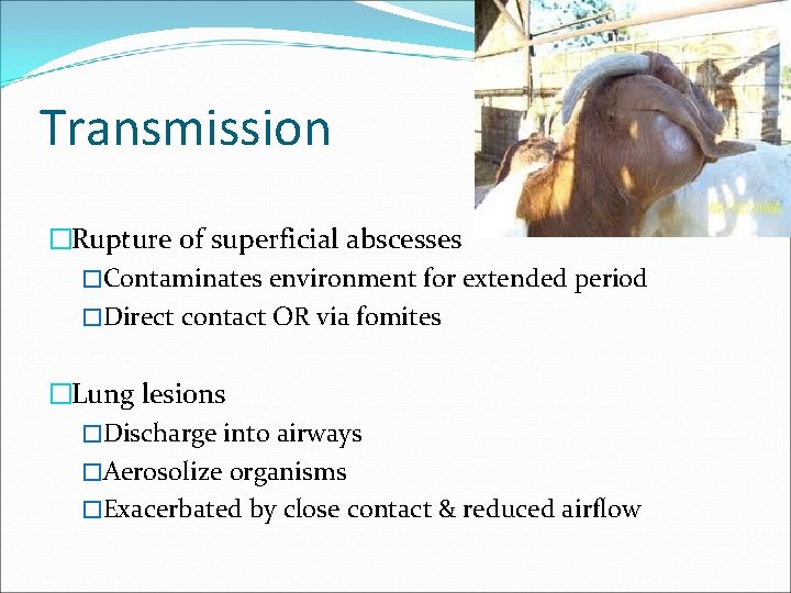 Transmission �Rupture of superficial abscesses �Contaminates environment for extended period �Direct contact OR via