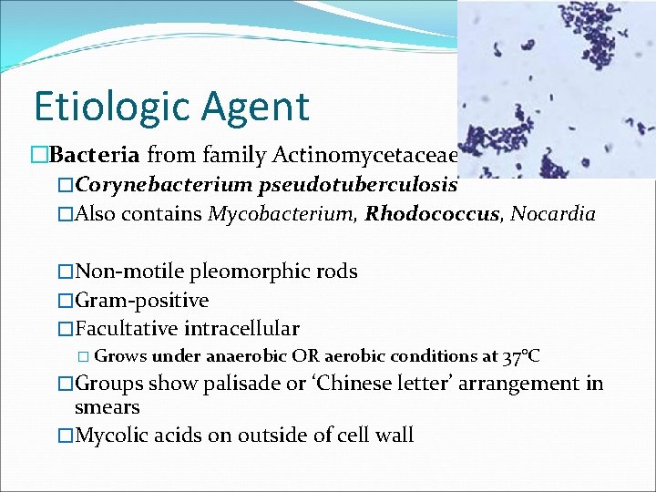 Etiologic Agent �Bacteria from family Actinomycetaceae �Corynebacterium pseudotuberculosis �Also contains Mycobacterium, Rhodococcus, Nocardia �Non-motile