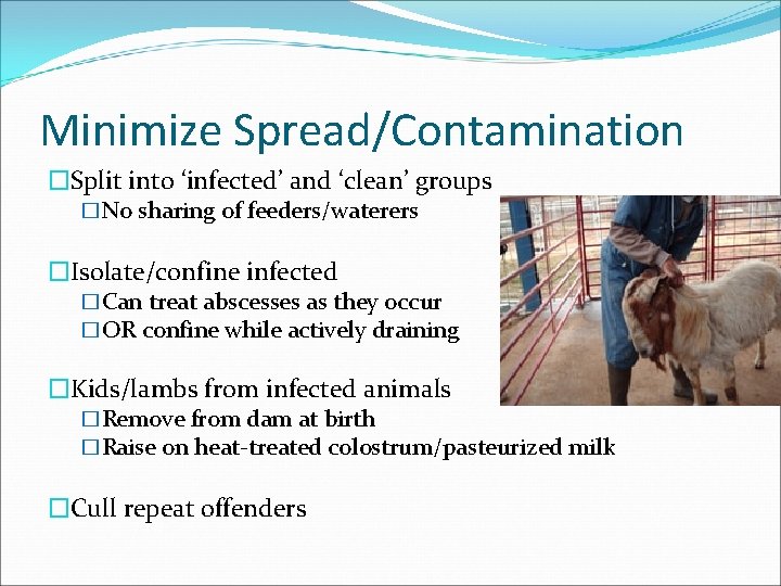 Minimize Spread/Contamination �Split into ‘infected’ and ‘clean’ groups �No sharing of feeders/waterers �Isolate/confine infected