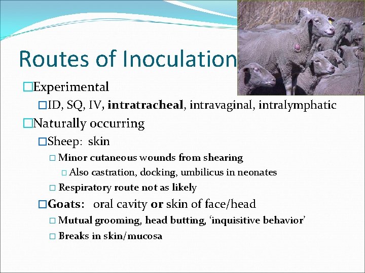 Routes of Inoculation �Experimental �ID, SQ, IV, intratracheal, intravaginal, intralymphatic �Naturally occurring �Sheep: skin