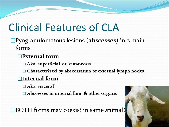 Clinical Features of CLA �Pyogranulomatous lesions (abscesses) in 2 main forms �External form �