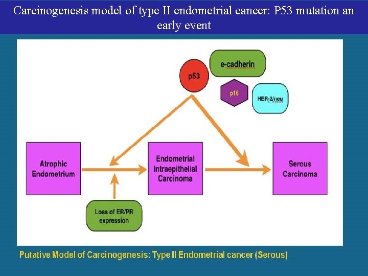 Carcinogenesis model of type II endometrial cancer: P 53 mutation an early event [TITLE]