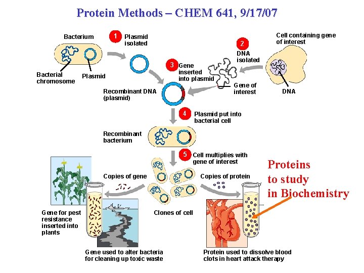 Protein Methods – CHEM 641, 9/17/07 1 Bacterium Plasmid isolated 2 3 Gene Bacterial