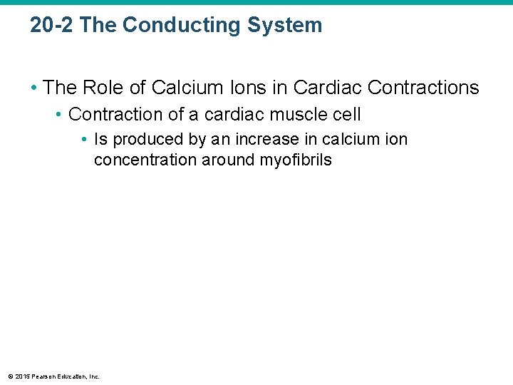 20 -2 The Conducting System • The Role of Calcium Ions in Cardiac Contractions