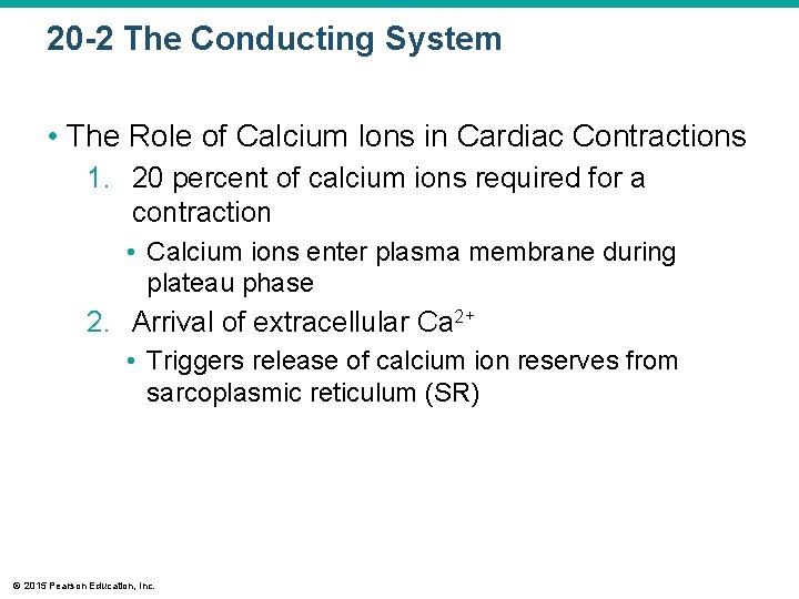 20 -2 The Conducting System • The Role of Calcium Ions in Cardiac Contractions