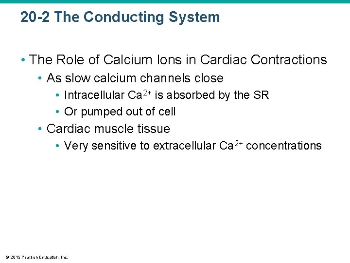 20 -2 The Conducting System • The Role of Calcium Ions in Cardiac Contractions