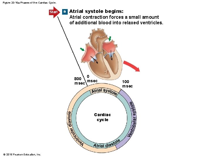 Figure 20 -16 a Phases of the Cardiac Cycle. Start a Atrial systole begins: