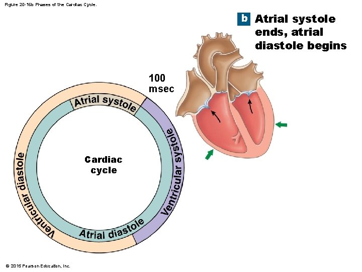 Figure 20 -16 b Phases of the Cardiac Cycle. b Atrial systole ends, atrial