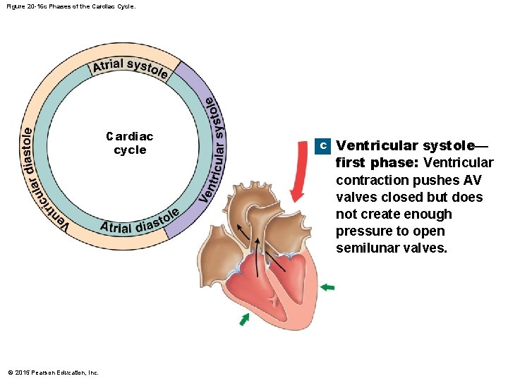 Figure 20 -16 c Phases of the Cardiac Cycle. Cardiac cycle © 2015 Pearson