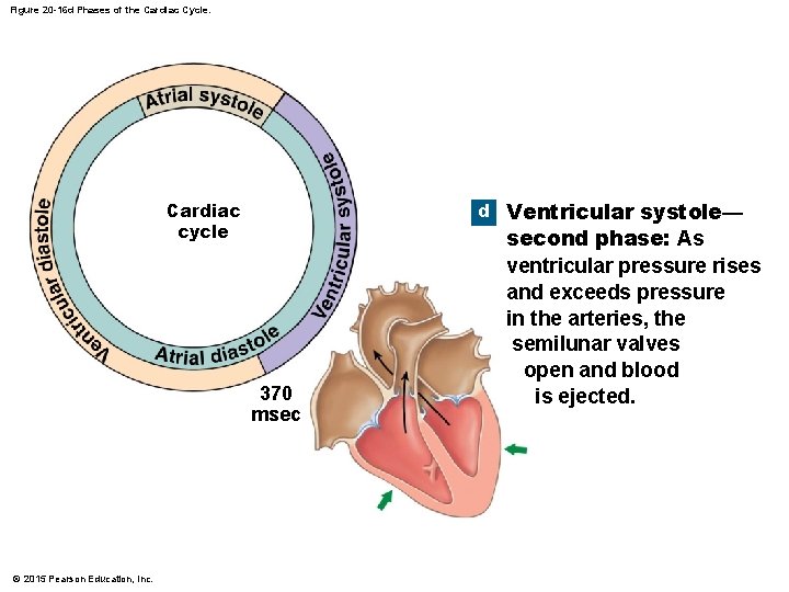 Figure 20 -16 d Phases of the Cardiac Cycle. d Ventricular systole— Cardiac cycle