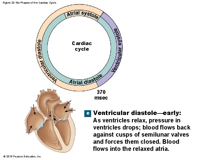 Figure 20 -16 e Phases of the Cardiac Cycle. Cardiac cycle 370 msec e