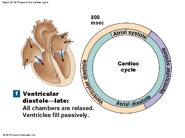 Figure 20 -16 f Phases of the Cardiac Cycle. 800 msec Cardiac cycle f