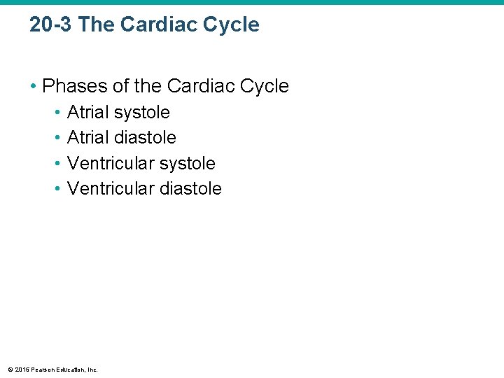 20 -3 The Cardiac Cycle • Phases of the Cardiac Cycle • • Atrial