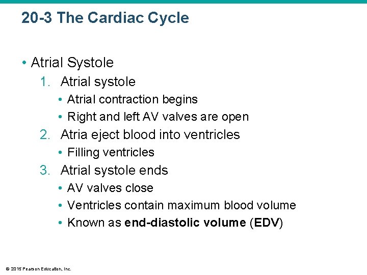 20 -3 The Cardiac Cycle • Atrial Systole 1. Atrial systole • Atrial contraction