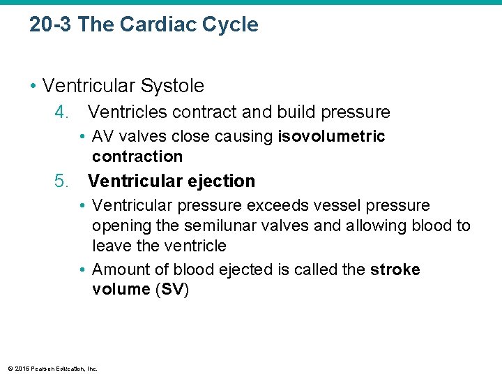 20 -3 The Cardiac Cycle • Ventricular Systole 4. Ventricles contract and build pressure