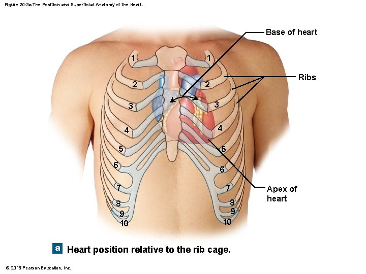 Figure 20 -3 a The Position and Superficial Anatomy of the Heart. Base of