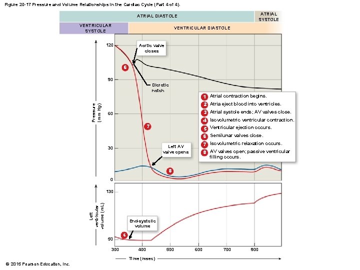 Figure 20 -17 Pressure and Volume Relationships in the Cardiac Cycle (Part 4 of