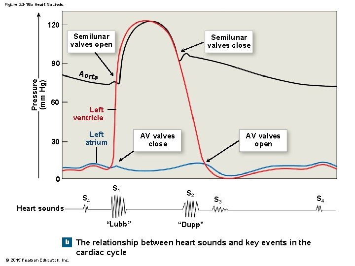 Figure 20 -18 b Heart Sounds. 120 Semilunar valves open Semilunar valves close Pressure