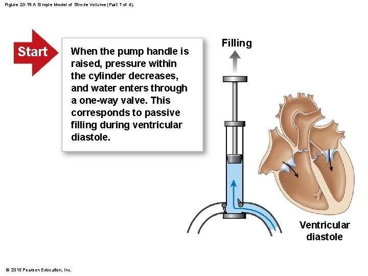 Figure 20 -19 A Simple Model of Stroke Volume (Part 1 of 4). Start