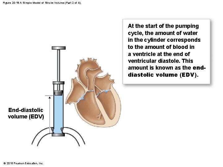 Figure 20 -19 A Simple Model of Stroke Volume (Part 2 of 4). At