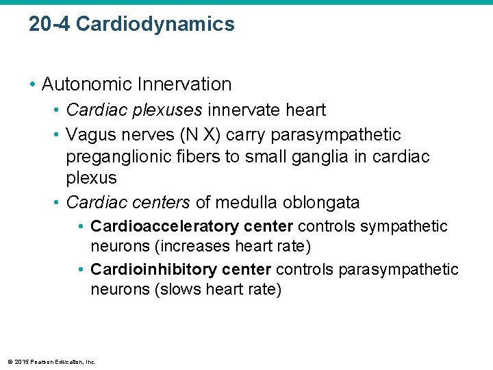 20 -4 Cardiodynamics • Autonomic Innervation • Cardiac plexuses innervate heart • Vagus nerves