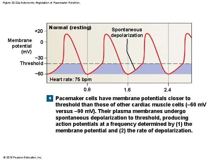 Figure 20 -22 a Autonomic Regulation of Pacemaker Function. +20 Membrane potential (m. V)