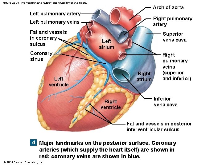 Figure 20 -3 d The Position and Superficial Anatomy of the Heart. Arch of