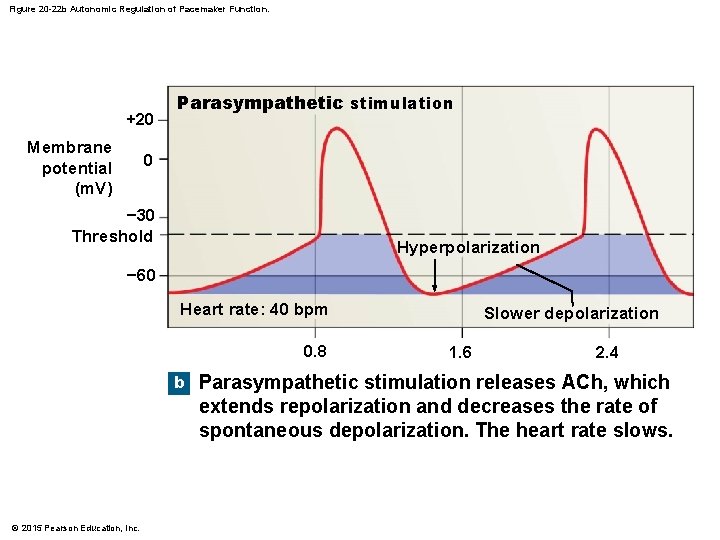 Figure 20 -22 b Autonomic Regulation of Pacemaker Function. +20 Membrane potential (m. V)