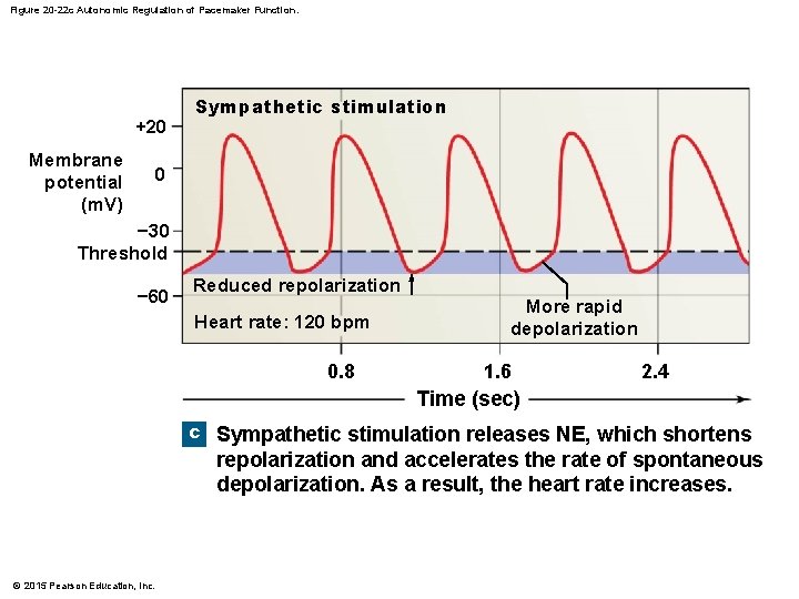 Figure 20 -22 c Autonomic Regulation of Pacemaker Function. +20 Membrane potential (m. V)