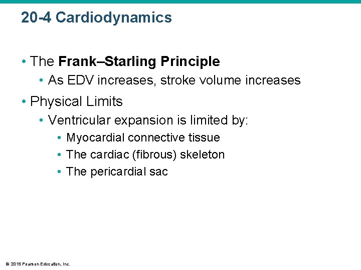 20 -4 Cardiodynamics • The Frank–Starling Principle • As EDV increases, stroke volume increases