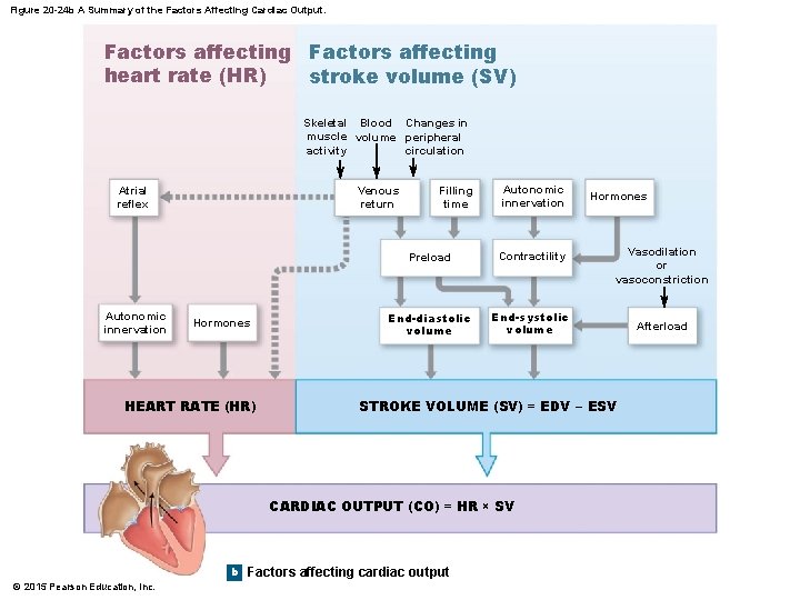 Figure 20 -24 b A Summary of the Factors Affecting Cardiac Output. Factors affecting