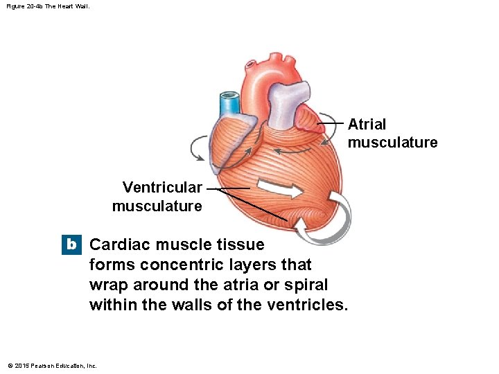 Figure 20 -4 b The Heart Wall. Atrial musculature Ventricular musculature b Cardiac muscle