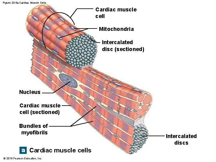 Figure 20 -5 a Cardiac Muscle Cells. Cardiac muscle cell Mitochondria Intercalated disc (sectioned)