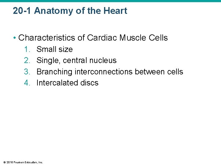 20 -1 Anatomy of the Heart • Characteristics of Cardiac Muscle Cells 1. 2.