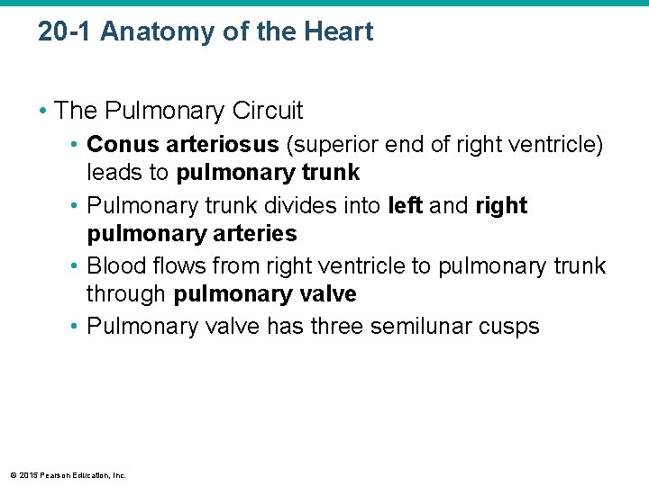 20 -1 Anatomy of the Heart • The Pulmonary Circuit • Conus arteriosus (superior