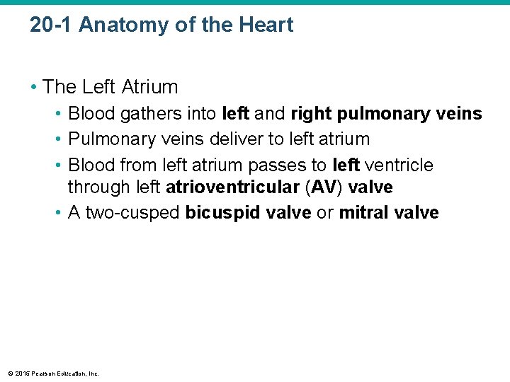 20 -1 Anatomy of the Heart • The Left Atrium • Blood gathers into