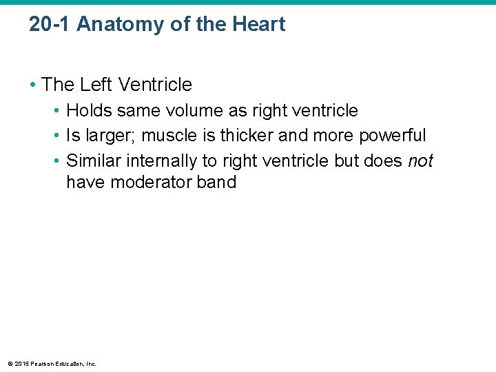 20 -1 Anatomy of the Heart • The Left Ventricle • Holds same volume