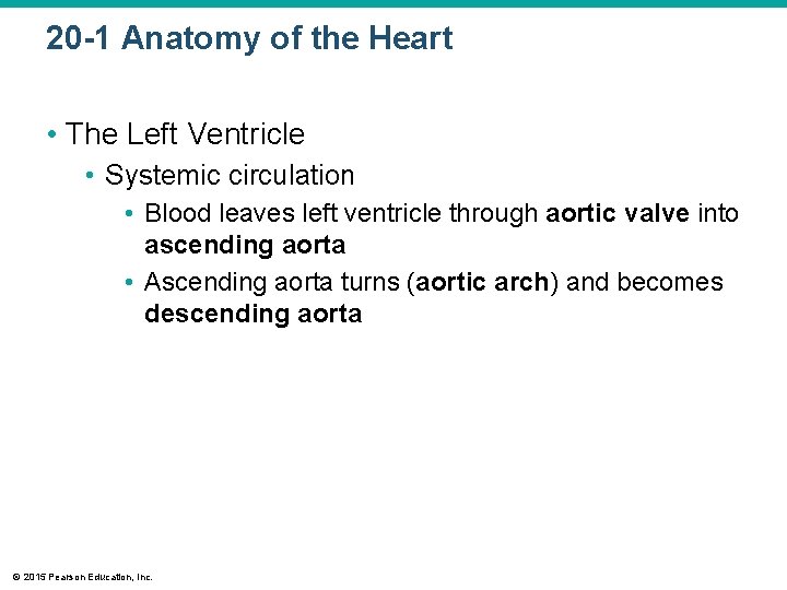 20 -1 Anatomy of the Heart • The Left Ventricle • Systemic circulation •