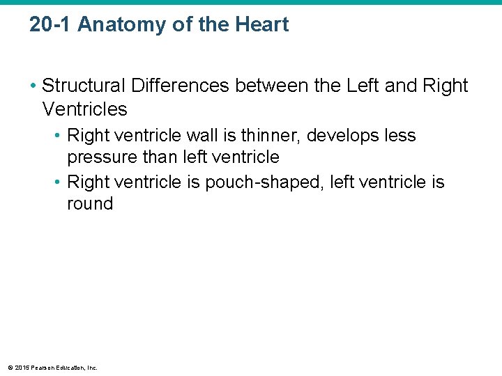 20 -1 Anatomy of the Heart • Structural Differences between the Left and Right