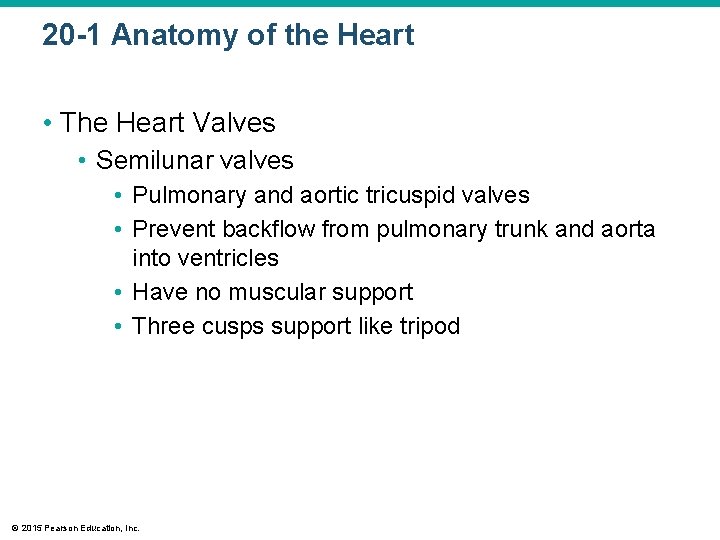 20 -1 Anatomy of the Heart • The Heart Valves • Semilunar valves •